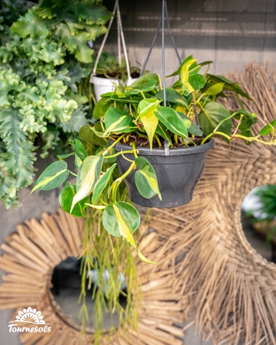 Plante Air So Pur panachée en suspension, idéale pour purifier l’air intérieur et réguler l’humidité.